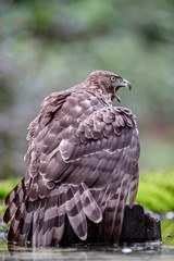 Northern Goshawk juvenile in the forest protecting his prey in the South of the Netherlands