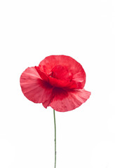 Beautiful flowers. Red poppy single flower, isolated on white background.