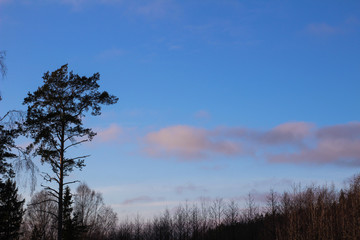 Silhouette of pine tree rising over birch forest