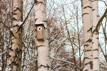 Birdhouse on a birch tree