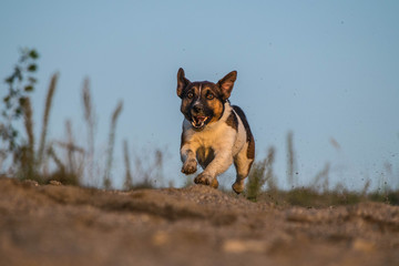Autumn photo of running jack russel terier in sand. Autumn photo workshop in Prague