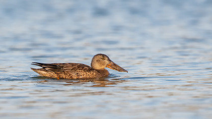 Spatula clypeata (Northern shoveler) (Anas clypeata), Greece