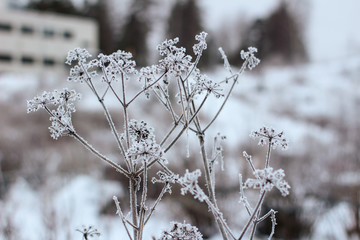 Frozen and dry flowers with rime ice in winter landscape