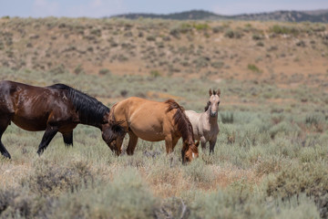Wild Horses in Summer in Sand Wash Basin Colroado