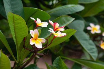 White, yellow and red plumeria flowers on a tree in Hawaii