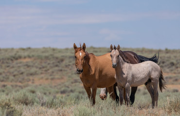 Wild Horses in Summer in Sand Wash Basin Colroado