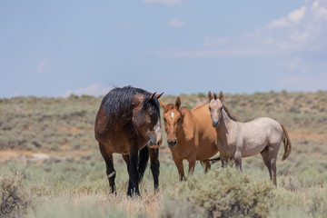 Fototapeta premium Wild Horses in Summer in Sand Wash Basin Colroado