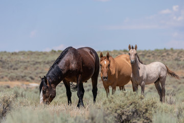 Obraz na płótnie Canvas Wild Horses in Summer in Sand Wash Basin Colroado