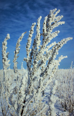 frost on dry grass in winter in the field