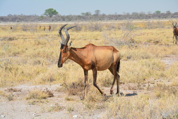Naklejka na ściany i meble Bubale Etosha National Park Namibie
