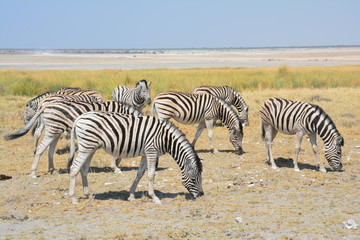 Fototapeta na wymiar Zèbre Etosha National Park Namibie
