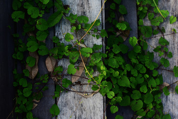 Wood planks covered green leaves. Green ivy leaves climbing on wooden background texture.