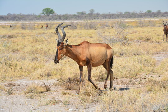 Bubale Etosha National Park Namibie