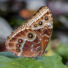 Blue morpho butterfly beautiful underwings pattern close up
