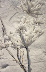 snow on dry grass in winter in the field	