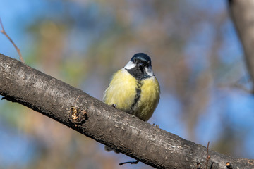 The great tit (Parus major) is a passerine bird in the tit family Paridae