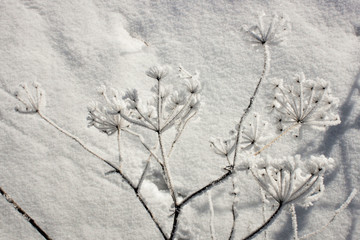snow on dry grass in winter in the field	