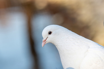 White pigeon. Beautiful pigeon close up. City birds.