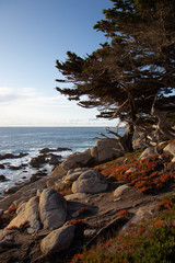 Ghost pines at 17 Mile Drive Pescadero Point Monterey County California