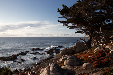Fototapeta na wymiar Ghost pines at 17 Mile Drive Pescadero Point Monterey County California