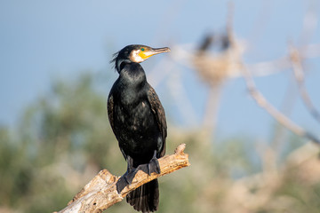 Great Cormorant or Phalacrocorax carbo in nature