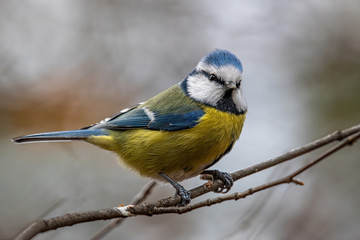 Blue tit (Parus caeruleus) resting on tree branch