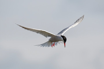 Close up of Arctic tern (Sterna paradisaea) in nature.