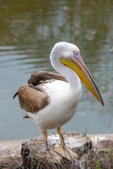 Pink Pelican (Pelecanus onocrotalus) in the wild.Disappearing species of feathered animals.