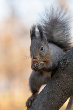 Eastern gray squirrel (Sciurus carolinensis) eating on tree trunk. Selective focus