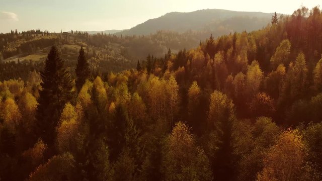 Aerial Drone View: Flight over pine, spruce and deciduous tree forest in mountains countryside in sunset soft light. Nature, travel, holidays. Carpathians, Ukraine, Europe. 4K