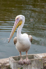 Pink Pelican (Pelecanus onocrotalus) in the wild.Disappearing species of feathered animals.