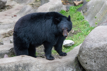 Obraz na płótnie Canvas American black bear (Ursus americanus). Wildlife animal