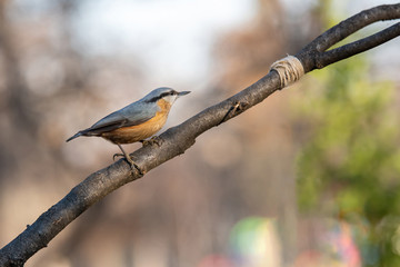 Eurasian Nuthatch Sitta europaea sitting on a tree branch.