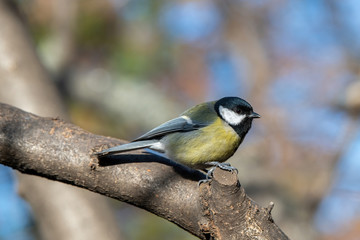 Fototapeta premium The great tit (Parus major) is a passerine bird in the tit family Paridae