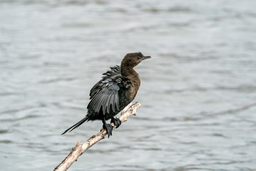 Pygmy Cormorant (Phalacrocorax pygmeus) sitting on a branch