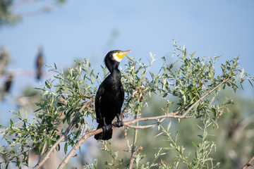 Great Cormorant or Phalacrocorax carbo in nature