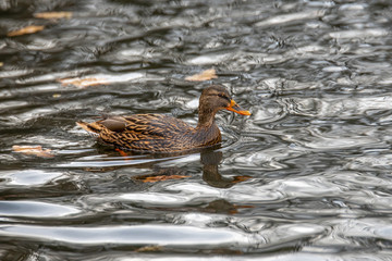 Close up of a Mallard Duck, Anas platyrhynchos.