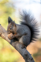 Naklejka na ściany i meble Eastern gray squirrel (Sciurus carolinensis) eating on tree trunk. Selective focus