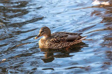 Close up of a Mallard Duck, Anas platyrhynchos.