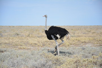 Autruche Etosha National Park Namibie