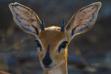 Portrait of steenbok antelope with huge ears