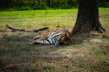 Il riposo della tigre