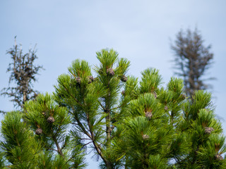Cedar cones grow on branches. View of the top of the cedar. Summer sunny day
