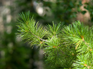 Close up of cedar branches green needles. Summer sunny day