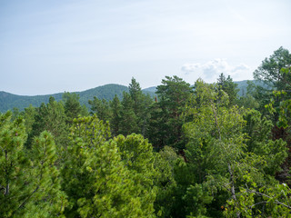 Beautiful view of coniferous green forest. Summer sunny day