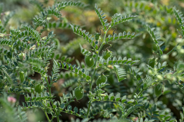 Chickpeas pod with green young plants in the farm field, Closeup.