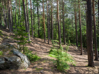 Trunks of pine trees in the coniferous forest. Summer sunny day. Summer sunny day