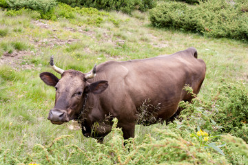 brown cow on Goverla Mountain on a summer sunny day, Carpathians, Ukraine