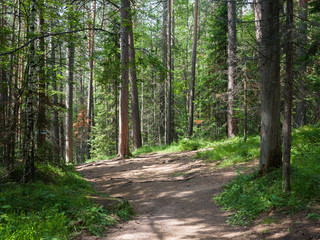Trunks of pine trees in the coniferous forest. Summer sunny day. Summer sunny day