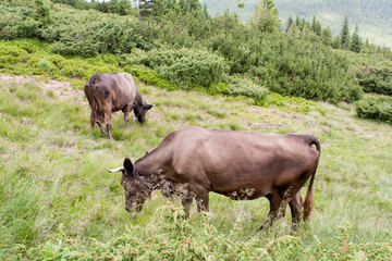 Naklejka na ściany i meble brown cow on Goverla Mountain on a summer sunny day, Carpathians, Ukraine